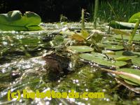 /home//u458753944/public_html/sourcegallery////////////Frogs/More bullfrogs/P7261293.JPG
